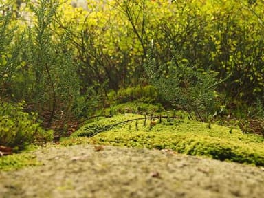 REOLINK 16CH 5MP PoE System